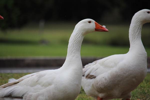 Centennial Park - Frog Hollow (24/10/2014)
