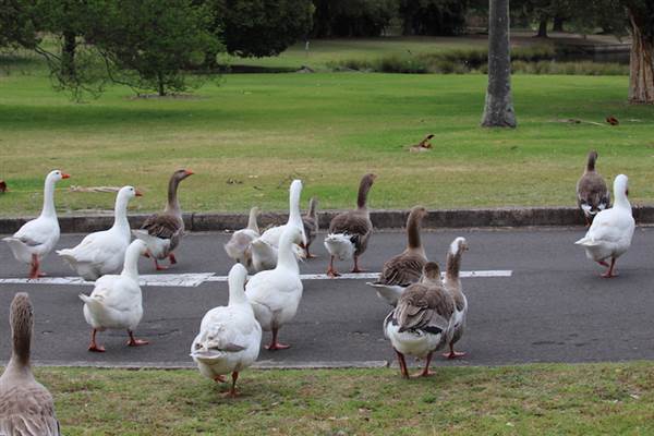 Centennial Park - Frog Hollow (24/10/2014)