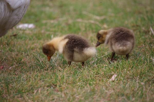 Centennial Park - Frog Hollow (24/10/2014)