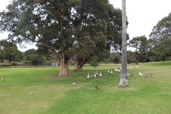 Centennial Park - Frog Hollow (24/10/2014)
