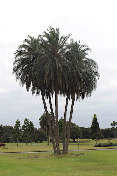 Centennial Park - Frog Hollow (24/10/2014)