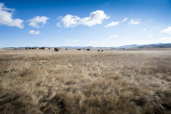 Monaro Plains (14/11/2014 - Credits: Colin McDougall)