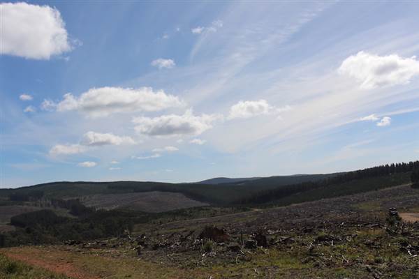 Jenolan State Forest - Logged Area (16/03/2015 - Credits: Jeremy Peek)