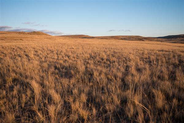 Monaro Plains (20/06/2015 - Credits: Colin McDougall)