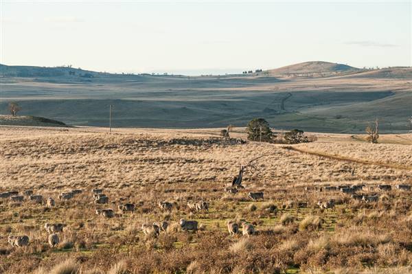 Monaro Plains (20/06/2015 - Credits: Colin McDougall)