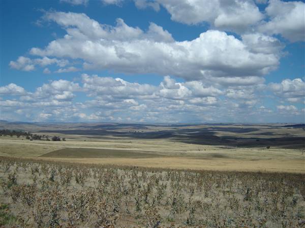 Monaro Plains (1/02/2005 - Credits: Colin McDougall)