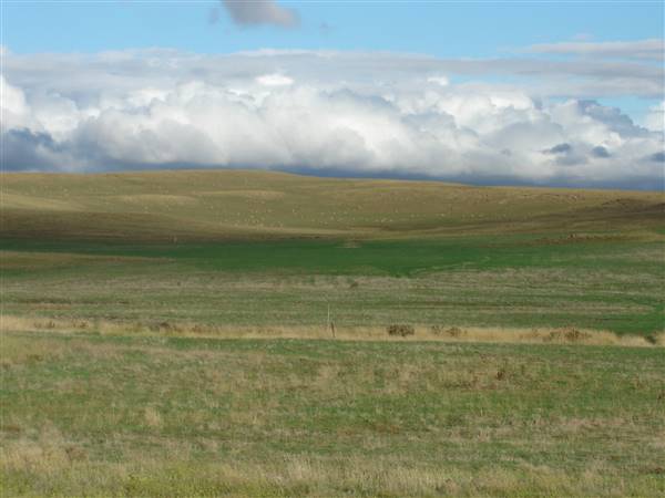 Monaro Plains (1/02/2005 - Credits: Colin McDougall)