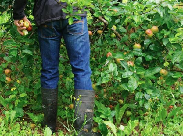 Logan Brae Orchard (17/04/2015)