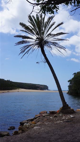 Wattamolla Beach (1/07/2016 - Credits: Mary Barltrop)
