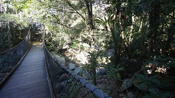 Minnamurra Rainforest Walk - Budderoo National Park (2/07/2016 - Credits: Mary Barltrop)