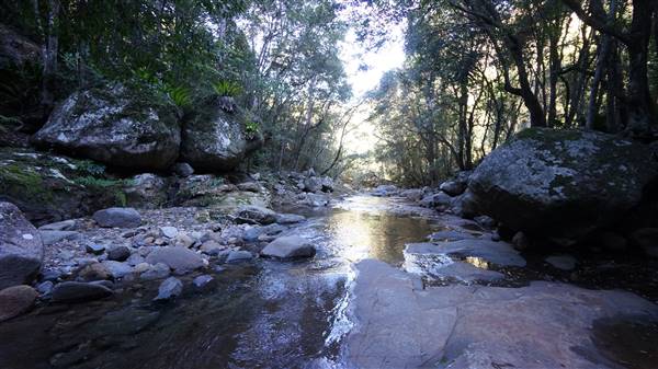Minnamurra Rainforest Walk - Budderoo National Park (2/07/2016 - Credits: Mary Barltrop)