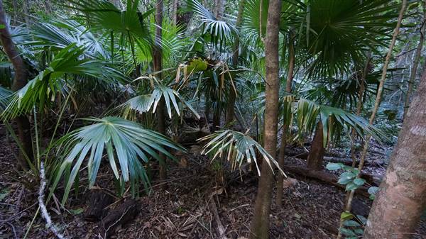Minnamurra Rainforest Walk - Budderoo National Park (2/07/2016 - Credits: Mary Barltrop)