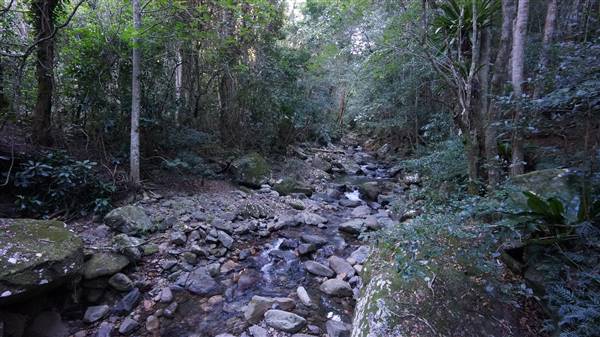 Minnamurra Rainforest Walk - Budderoo National Park (2/07/2016 - Credits: Mary Barltrop)