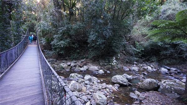 Minnamurra Rainforest Walk - Budderoo National Park (2/07/2016 - Credits: Mary Barltrop)