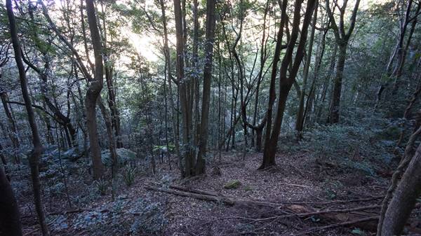 Minnamurra Rainforest Walk - Budderoo National Park (2/07/2016 - Credits: Mary Barltrop)