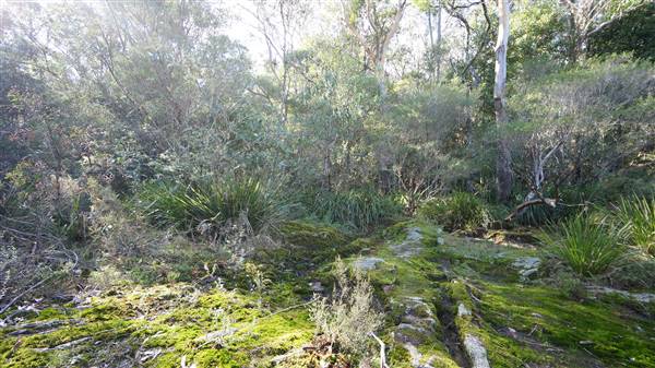 Fitzroy Falls & Twin Falls - Morton National Park (4/07/2016 - Credits: Mary Barltrop)