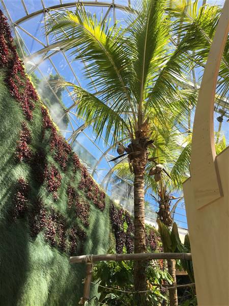 The Calyx - Royal Botanic Garden Sydney (11/11/2016)