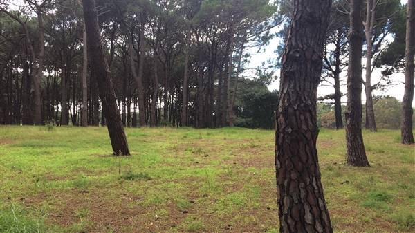 Centennial Park - Pine Grove (30/04/2017 - Credits: Shannon Wheeler)