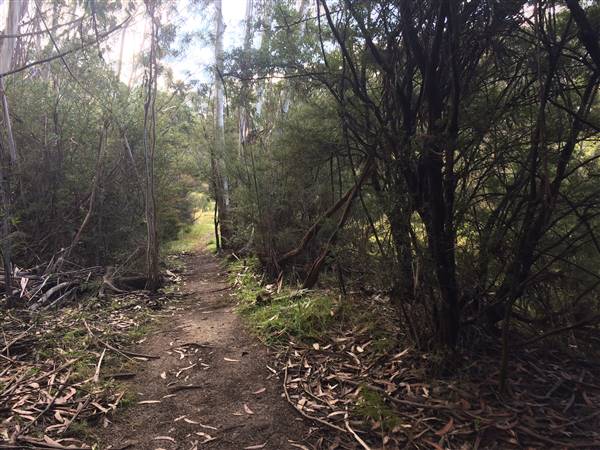 The Gully Walk, Katoomba (formerly Catalina Park) (24/05/2017 - Credits: Robyn Bersten)