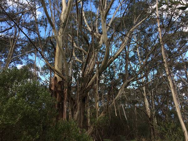The Gully Walk, Katoomba (formerly Catalina Park) (24/05/2017 - Credits: Robyn Bersten)