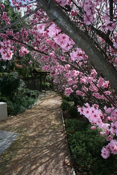 Japanese Gardens and Teahouse - Campbelltown (19/12/2017 - Credits: Campbelltown Arts Centre)