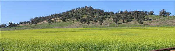Canola Crops - Liverpool Plains farmland (24/08/2017 - Credits: Liverpool Plains Visitor Information Centre)
