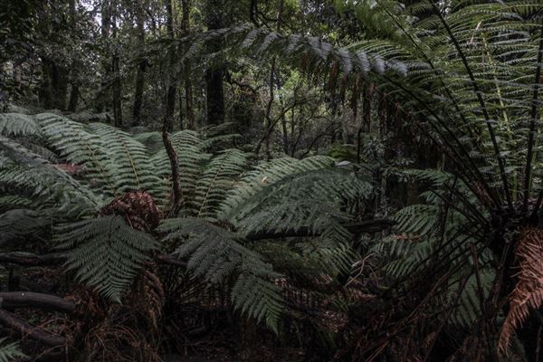 Cathedral of Ferns - Mount Wilson (31/10/2018)