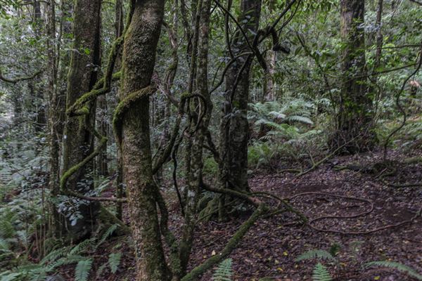 Cathedral of Ferns - Mount Wilson (31/10/2018)