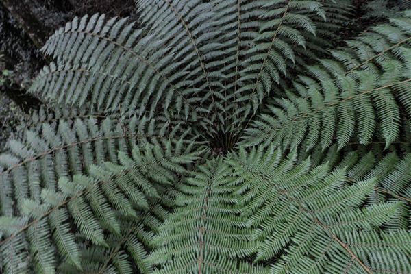Cathedral of Ferns - Mount Wilson (31/10/2018)