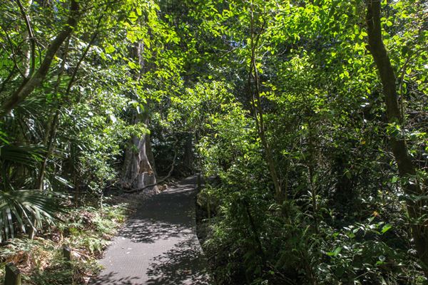 Minnamurra Rainforest Walk - Budderoo National Park (30/10/2018)