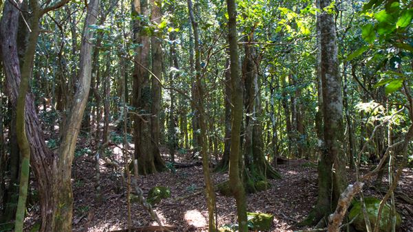 Glengariff Estate Rainforest (15/10/2019 - Credits: Jeremy Peek)