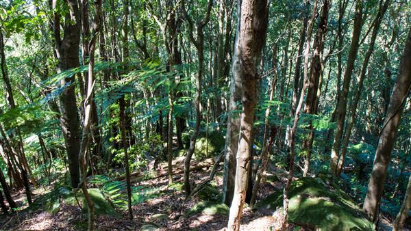 Glengariff Estate Rainforest (15/10/2019 - Credits: Jeremy Peek)