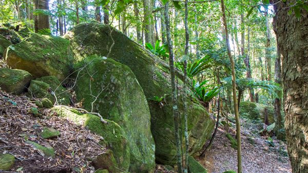 Glengariff Estate Rainforest (15/10/2019 - Credits: Jeremy Peek)