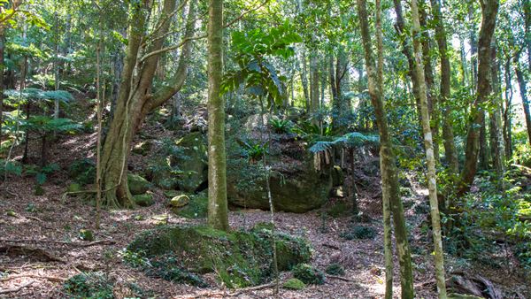 Glengariff Estate Rainforest (15/10/2019 - Credits: Jeremy Peek)