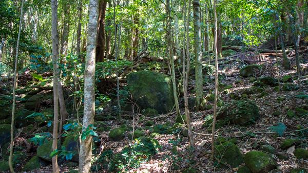 Glengariff Estate Rainforest (15/10/2019 - Credits: Jeremy Peek)