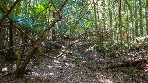 Glengariff Estate Rainforest (15/10/2019 - Credits: Jeremy Peek)