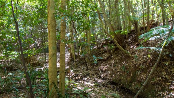 Glengariff Estate Rainforest (15/10/2019 - Credits: Jeremy Peek)