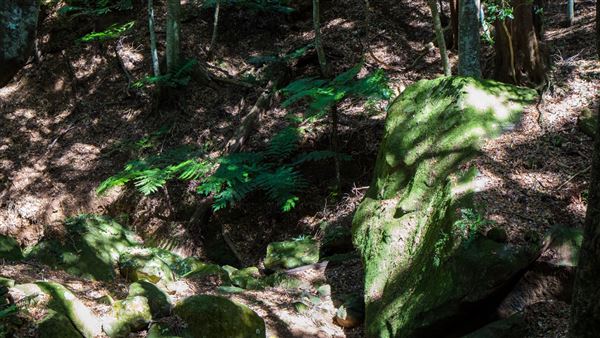 Glengariff Estate Rainforest (15/10/2019 - Credits: Jeremy Peek)