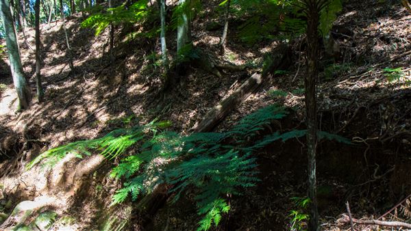 Glengariff Estate Rainforest (15/10/2019 - Credits: Jeremy Peek)
