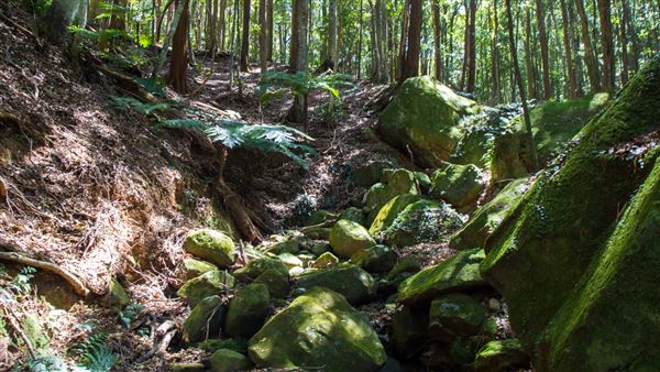 Glengariff Estate Rainforest (15/10/2019 - Credits: Jeremy Peek)