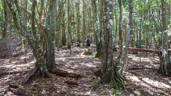 Glengariff Estate Rainforest (15/10/2019 - Credits: Jeremy Peek)