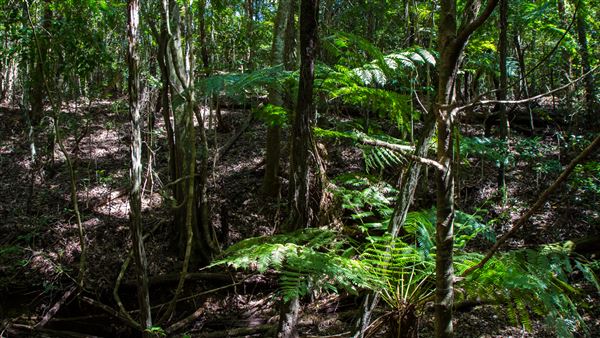 Glengariff Estate Rainforest (15/10/2019 - Credits: Jeremy Peek)