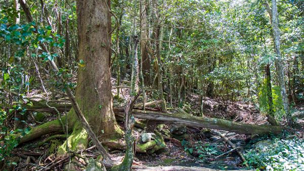 Glengariff Estate Rainforest (15/10/2019 - Credits: Jeremy Peek)
