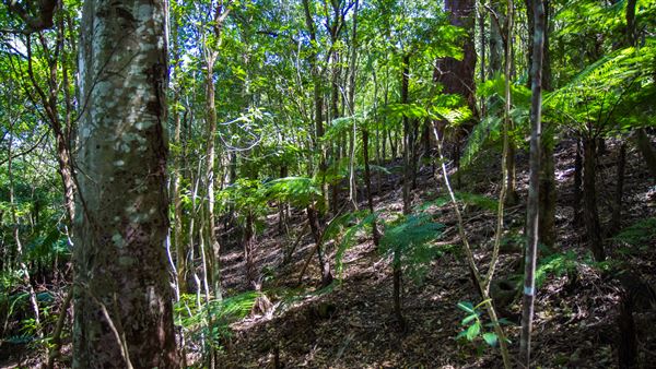 Glengariff Estate Rainforest (15/10/2019 - Credits: Jeremy Peek)