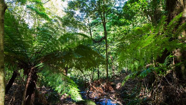 Glengariff Estate Rainforest (15/10/2019 - Credits: Jeremy Peek)