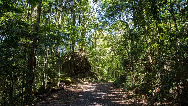 Glengariff Estate Rainforest (15/10/2019 - Credits: Jeremy Peek)