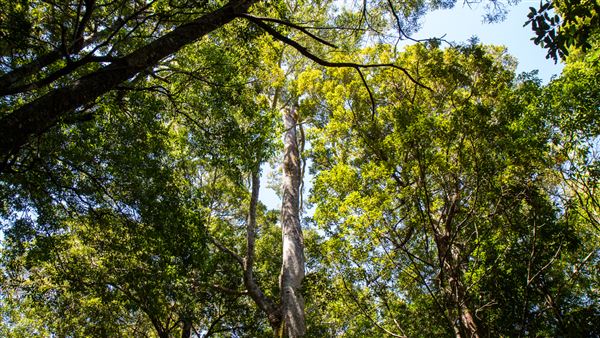 Glengariff Estate Rainforest (15/10/2019 - Credits: Jeremy Peek)