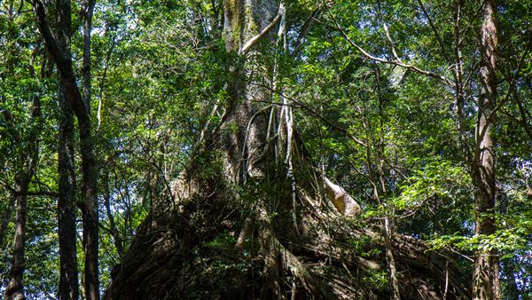 Glengariff Estate Rainforest (15/10/2019 - Credits: Jeremy Peek)