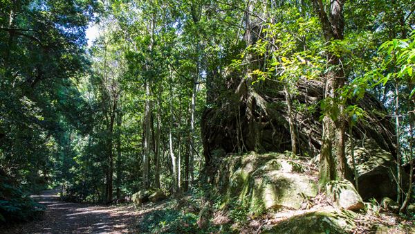 Glengariff Estate Rainforest (15/10/2019 - Credits: Jeremy Peek)