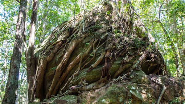 Glengariff Estate Rainforest (15/10/2019 - Credits: Jeremy Peek)